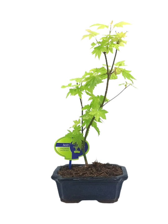 Japanisches Platane Acer Palmatum Orange Dream Ton Blumentopf