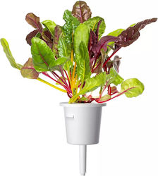 Click and Grow Семена Манголд Click and Grow Семена Манголд