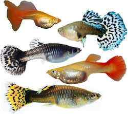Ζωντανα Ψαρια Γκαπυ Θhλyκα Διαφορα American Livebear Poecilia Reticulata Guppy Assorted Female Ml 3-3.5cm