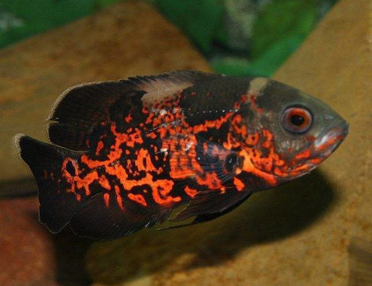 Live Aquarium Fish Lf Amazon Cichlids Astronotus Ocellatus Oscar Red Tiger 8-9 Cm