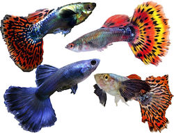 Pești De Acvariu Guppy Masculin American Livebear Poecilia Reticulata Divers Ml 3.5-4.0 Cm