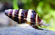 Live Aquarium Snails Elena Assassin Freshwater Snail Clea Anentome Helena
