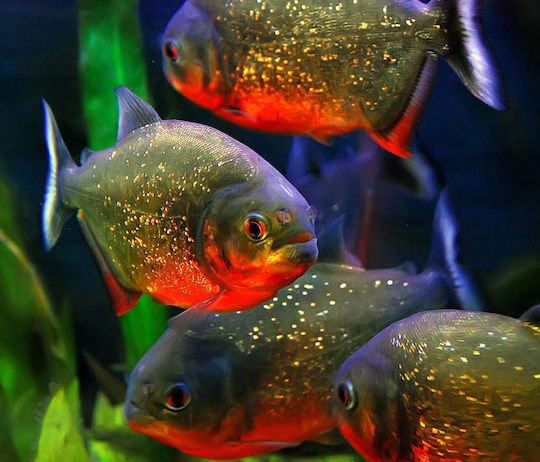 Pești De Acvariu Carnivori Roșii Piranha Red-bellied Piranha Serrasalmus Nattereri XXL 20-22cm