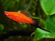 Live Aquarium Fish Swordtails Xiphophorus Hellerii Red Wagtail 5-6 Cm