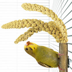 Back Zoo Nature Feeder / Water Feeder for Birds