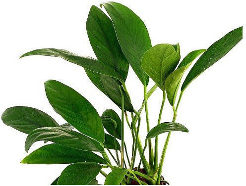 Anubias Barteri Var Angustifolia Πέτρα Λάβας Φπ