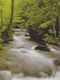 Ταπετσαρία Τοίχου Forest 366x254εκ
