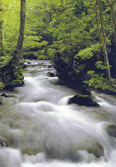 Ταπετσαρία Τοίχου Break In Forest 183x254εκ
