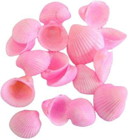 Decorative Small Clam Seashells 1kg Pink