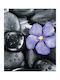 Ρόλερ Digital Print E401 Φ120xυ120