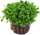Plante Acvatice Vii Glossostigma Elatinoides Ghiveci