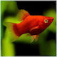 Platy Coral Red 3-3.5cm