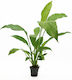 Stoffels Spathiphyllum Wallisii