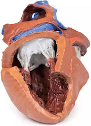 Anatomy Manikin Heart Internal Structures 3D Erler Zimmer Anatomy Manikin Heart Internal Structures 3D Erler Zimmer