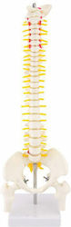 Πρόπλασμα Σπονδυλικής Στύλης Spine Model