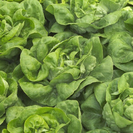 Semințe Salată Verde Natalia Rz 5000 Semințe