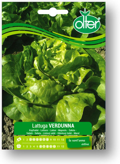 Kopfsalat Salat Verdunna Saatgut 1 Stück