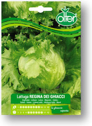 Lettuce Iceberg Regina Dei Ghiacci Seed 1 Pc