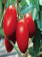 Hybrid Climbing Tomato Seed Colibri F1 1000 Seeds