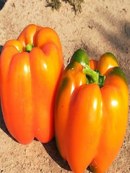 Eternity F1 1000 Samen für Gefüllte Paprika Hybrid