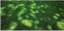 Festuca Starlett 50g Samen & Zwiebeln