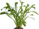 Stoffels Sagittaria Teres