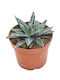 Agave Victoriae-reginae 8.5cm