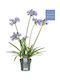 Agapanthus 'charlotte' 14cm