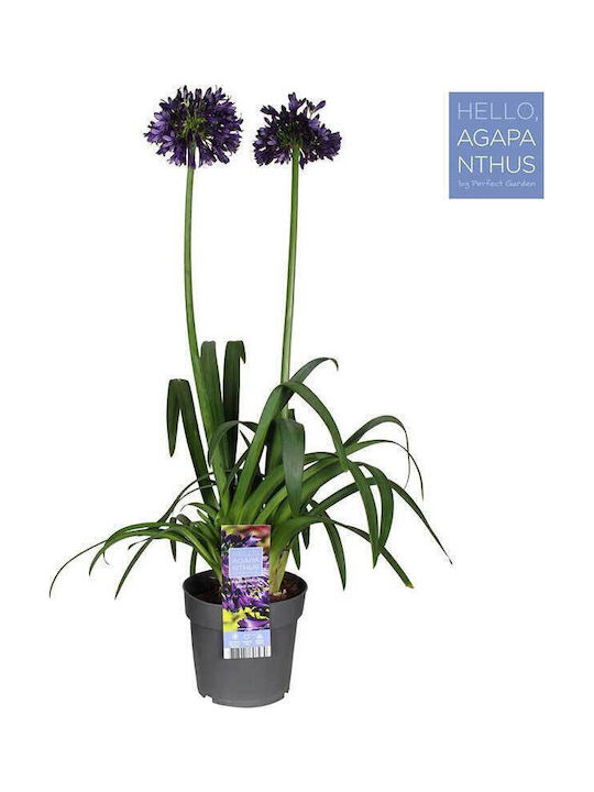 Agapanthus 'blackjack' 23cm Agapanthus 'blackjack' 23cm