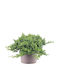 Juniperus Procumbens 'nana' 17cm