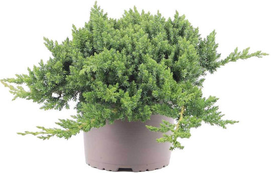 Juniperus Procumbens 'nana' 17cm