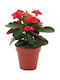 Oem Αγκάθι Του Χριστού Euphorbia Milii 3 Lt 20/40