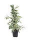 Oem Ficus Lyrata Benjamin Panasé Tufă 5 Lt 100/125