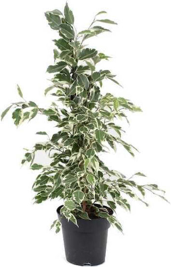 OEM Ficus Benjamin Panassé Strauch 5 Lt 100/125