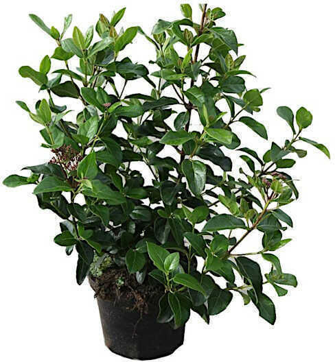 Oem Viburnum Обикновен Viburnum Tinus 25 Лт 125/150