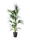 Oem Kentia Howea Forsteriana 5 Лт 175/200