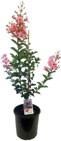 Oem Lagerstroemia Arbust Indian Lagerstroemia Indica 4 Lt 60/80