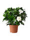 Oem Gardenia Gardenia Jasminoides 35 Lt 80/100