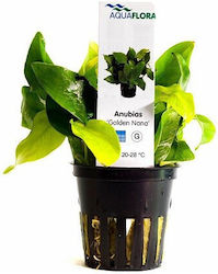 Aquaflora Anubias Βarteri Var Nana Goldener Topf