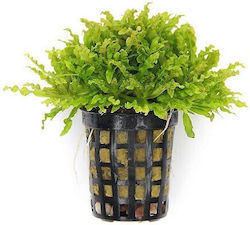 Pogostemon Helferi Pot