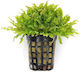 Pogostemon Helferi Pot