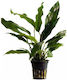 Aquaflora Anubias Minima Pot