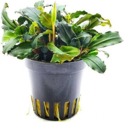 Aquaflora Bucephalandra Lamandau Mini Red Pot