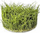 Aquaflora Eleocharis Sp Minima In Vitro Cup