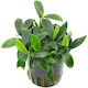 Aquaflora Anubias Βarteri Var Nana Topf