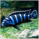 Pește De Acvariu Pseudotropheus Demasoni Midnight 2.5cm