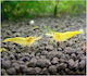 Neocaridina Gelbe Feuer Garnelen 1 5-2cm