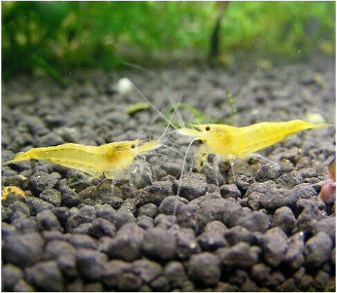 Neocaridina Gelbe Feuer Garnelen 1 5-2cm