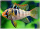 German Blue Ramirezi Mikrogeophagus Ramirezi 3.5-4cm