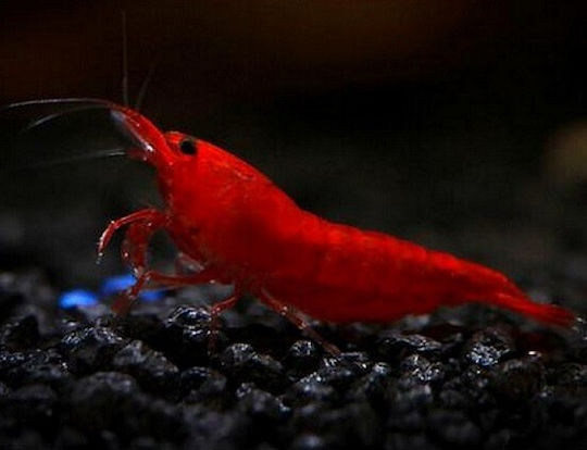 Bloody Mary Neocaridina Davidi Aquarienfische 1,5-2cm